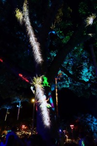 Arbre illuminé