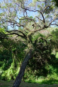 Un arbre bien moussu