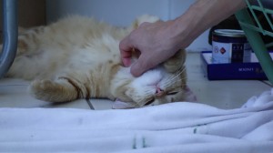 Instant jeux avec la minette de la voisine, dénommée … minette. 