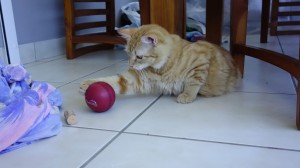 Instant jeux avec la minette de la voisine, dénommée … minette. 