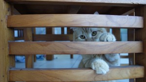 Instant jeux avec la minette de la voisine, dénommée … minette. 