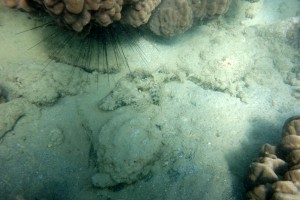 PMT à la baie des citrons