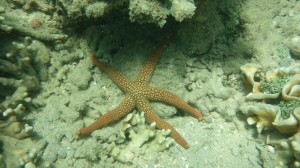 PMT à la baie des citrons