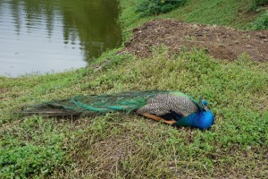 Sortie au parc forestier