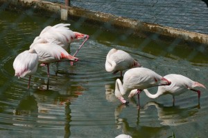 Flamands roses