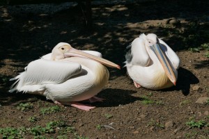 Pelicans