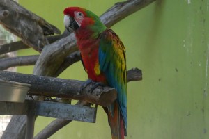 Belles couleurs aussi