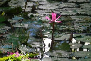 Nénuphars du lieu de pique-nique