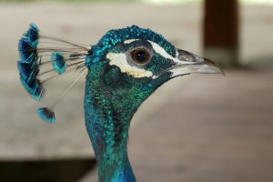 Paon qui vient manger avec nous