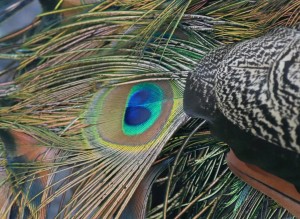 Plume de paon