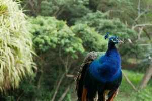 Un paon sous la pluie