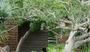 Les lémuriens du parc