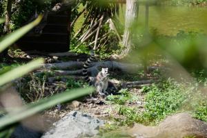 Lémuriens du parc forestier