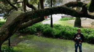 Il y a du vert dans cette ville