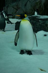 Je vous ai dit qu'on est dans le frigo !!!