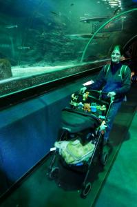 Aquairum : tunnel sous-marin. 