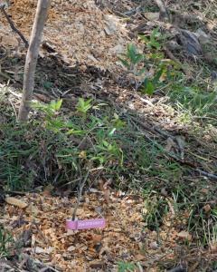 Plantation : l'arbre de Zoé