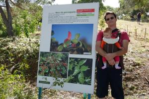Plantation : l'arbre de Zoé : caractéristiques