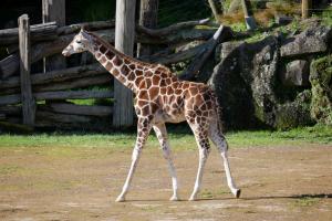 Nous voilà au zoo ... on commence par les girafes