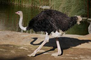 La taille des poules ici ... 