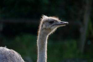 Encore de la volaille