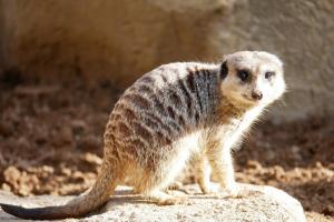 Suricate