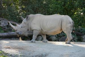 Un rhino