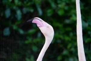 Le rose me va si bien