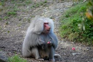 Gilette ne passera pas par lui