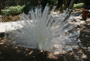 Un paon qui est venu nous voir au parc