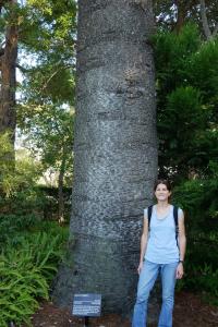 On a trouvé le sapin de Noel