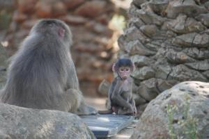 Bébé singe