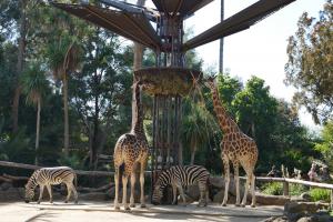 Girafes et zebres
