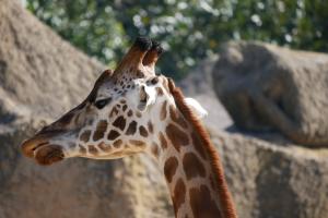 Girafe, elles sont super grandes