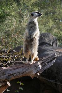 Suricate