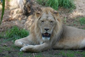 Encore n gros chat (barbu)