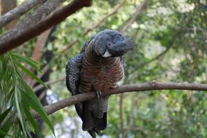 Parc de currumbin (zoo)