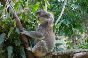 Parc de currumbin (zoo)