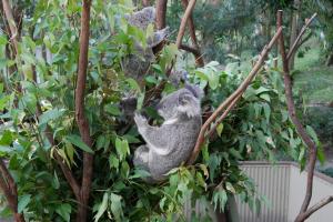 Parc de currumbin (zoo)