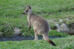 Parc de currumbin (zoo)
