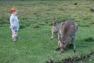 Parc de currumbin (zoo)