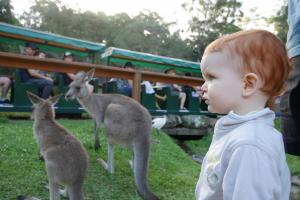 Parc de currumbin (zoo)