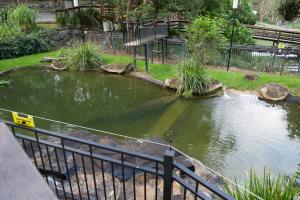 Parc de currumbin (zoo)