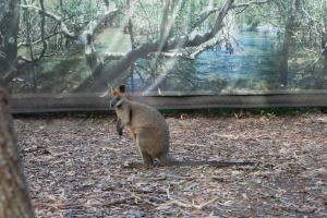 Wallaby