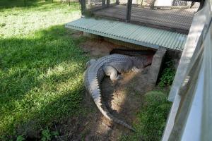 Ah les croco, crocodileuhhh ... 