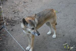 Complètement Dingo !