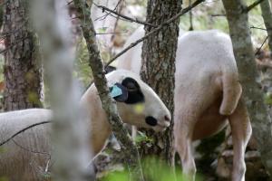 Les moutons, observés de loin