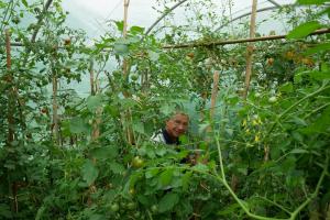 Michel dans sa serre, avec ses tomates