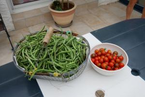 La récolte, fort appréciée :)