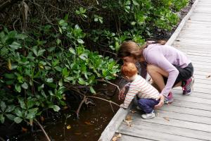 Je contemple la mangrove